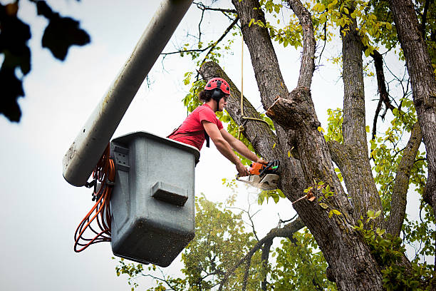 Tree Health Inspection in Gaston, SC